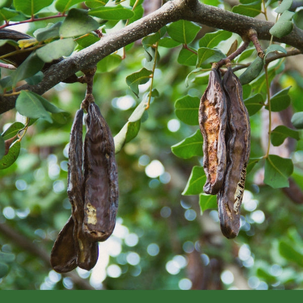 Carob Roasted, Cut & Sifted (Ceratonia siliqua) - Dried Herb, Organic