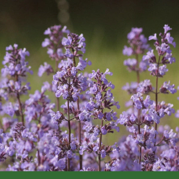 Catnip Leaf & Flower (Nepeta cataria) - Dried Herb, Organic