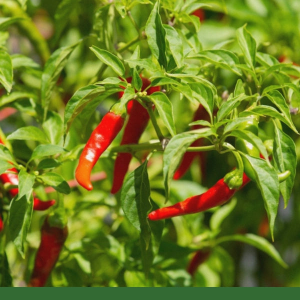 Cayenne Pepper Fruit 10,000 Hu (Capsicum minimum) - Dried Herb, Organic