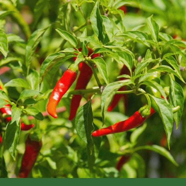 Cayenne Pepper Fruit 40,000 Hu (Capsicum Minimum) -  Dried Herb, Organic