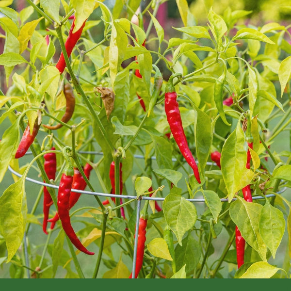 Cayenne Pepper Fruit 60,000 Hu (Capsicum minimum) - Dried Herb, Organic