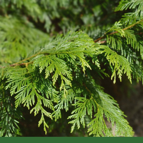 Cedar Leaf (Thuja Plicata) - Dried Herb, Wildcrafted