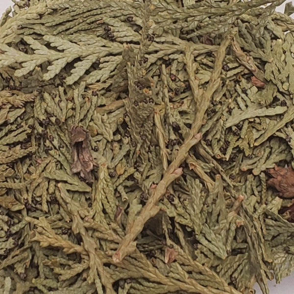 Cedar Leaf (Thuja Plicata) - Dried Herb, Wildcrafted