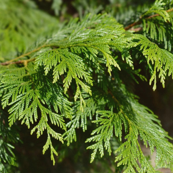 Cedarwood (Juniperus virginiana) - Essential Oil