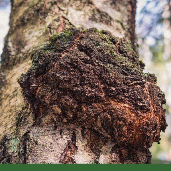 Chaga Mushroom, Cut & Sifted (Inonotus obliquus) - Fungus, Organic