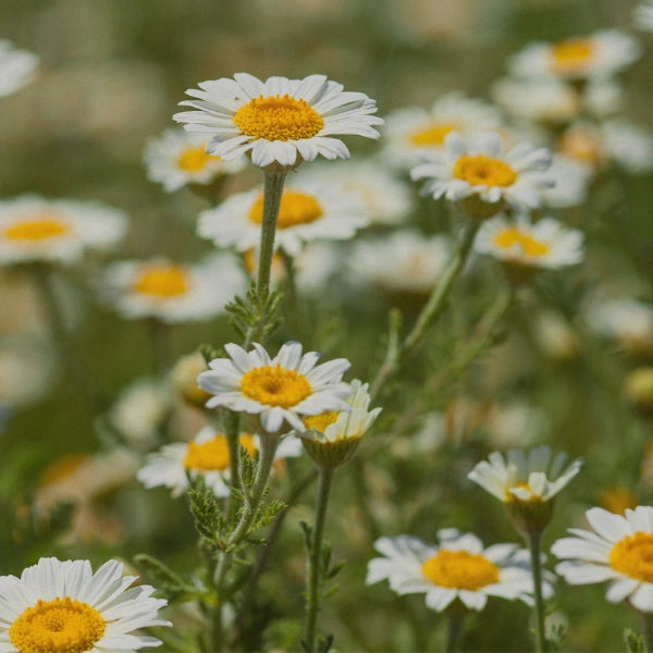 Chamomile Roman (Anthemis nobilis) - Essential Oil