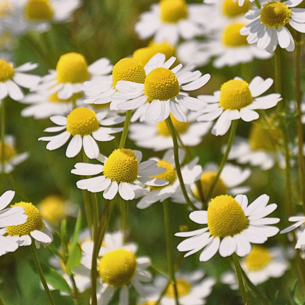 Chamomile, Blue 10% (Matricaria recutita) - Essential Oil