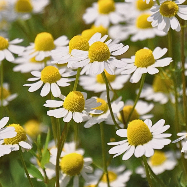 Chamomile Blue (Matricaria recutita) - Essential Oil