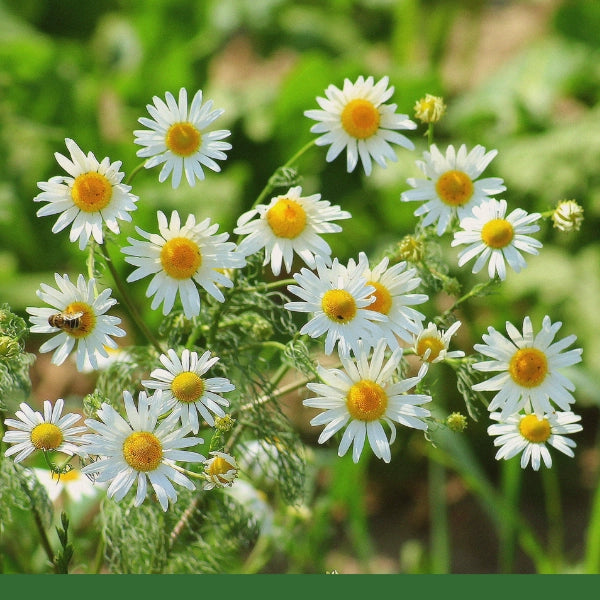 Chamomile Flowers, Whole (Matricaria chamomilla) - Dried Herb, Organic