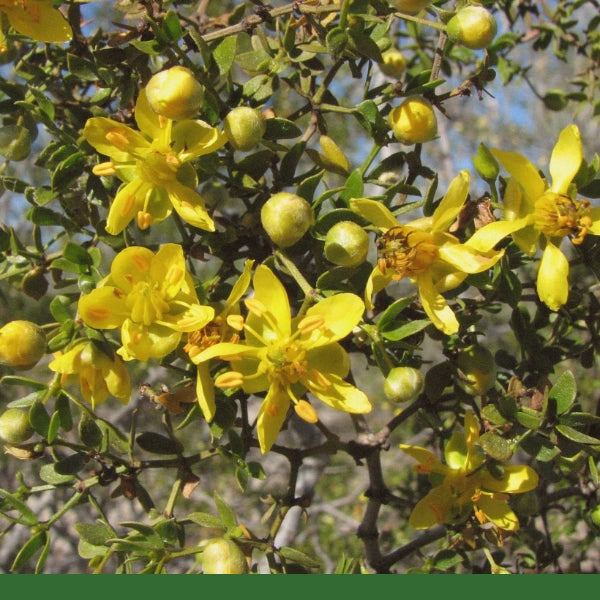 Chaparral (Larrea tridentata) - Dried Herb