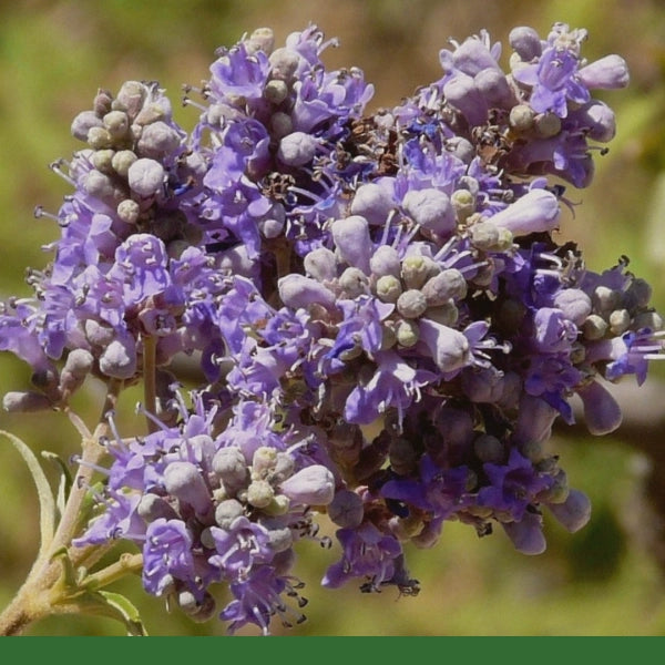 Chasteberry/Vitex Berry (Vitex agnus-castus) - Dried Herb, Organic