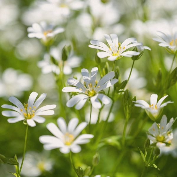 Chickweed Cream