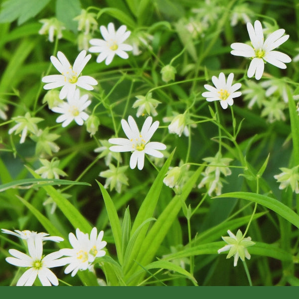 Chickweed, Cut & Sifted (Stellaria media) - Dried Herb, Organic