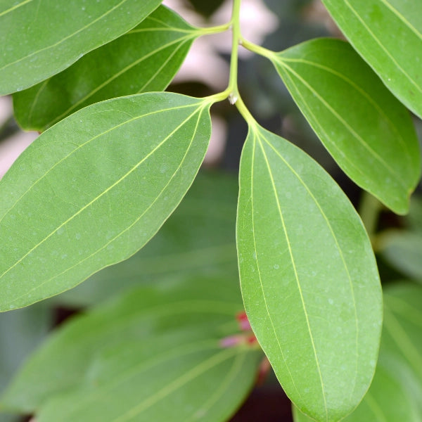 Cinnamon Leaf (Cinnamonum zeylanicum) - Essential Oil