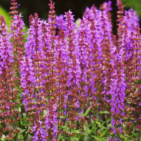 Clary Sage (Salvia sclarea) - Essential Oil