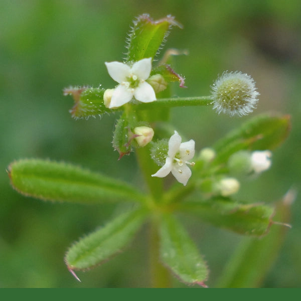 Cleavers, Cut & Sifted (Galium aparine) - Dried Herb, Organic