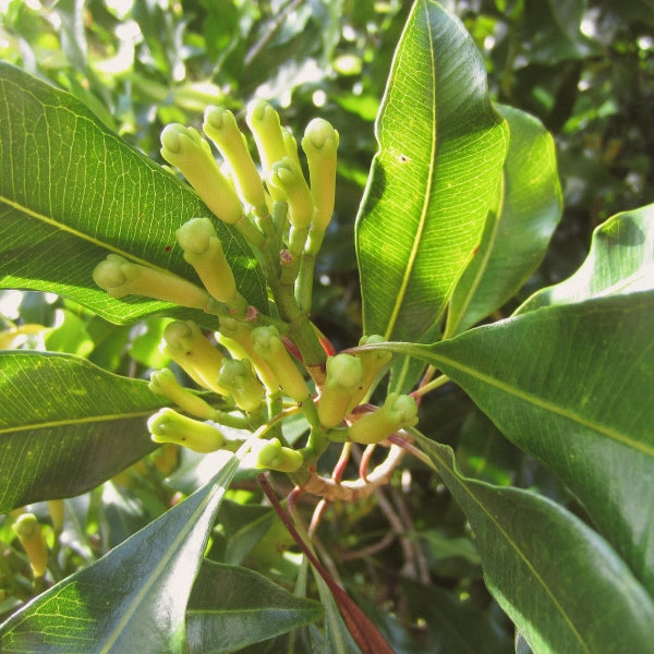 Clove Bud (Syzygium aromaticum) - Essential Oil