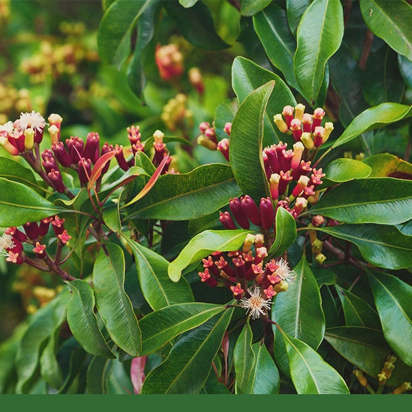 Clove Buds, Whole (Syzygium aromaticum) - Dried Herb, Organic