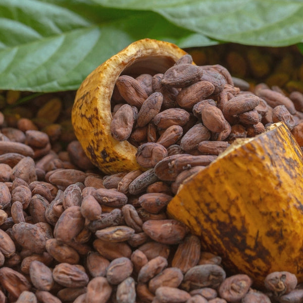 Cocoa (Theobroma cocao) - Essential Oil