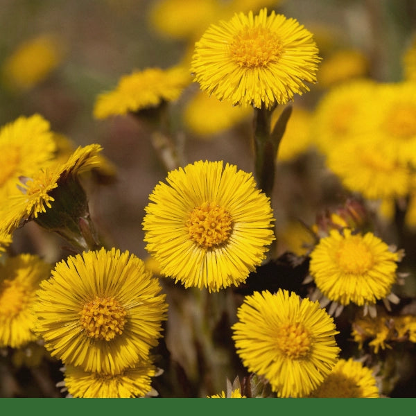 Coltsfoot Leaf, Cut & Sifted (Tussilago farfara) - Dried Herb