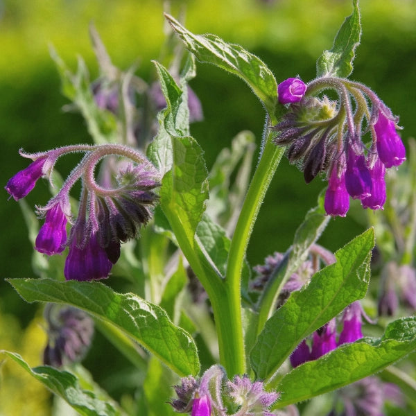 Comfrey - Infused Oil