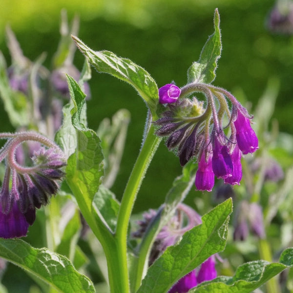 Comfrey Cream