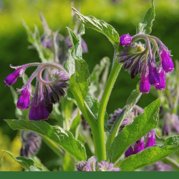 Comfrey Leaf (Symphytum officinale) - Dried Herb, Organic