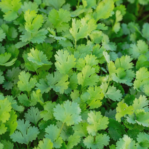 Coriander (Coriandrum sativum) - Essential Oil