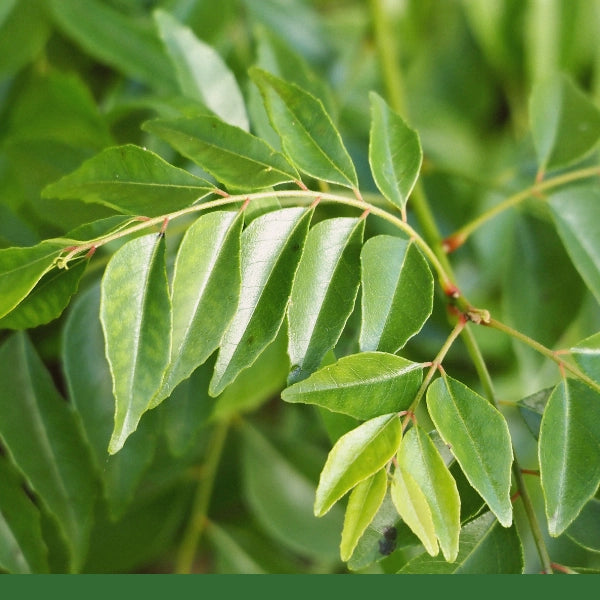 Curry Leaf - Dried Herb