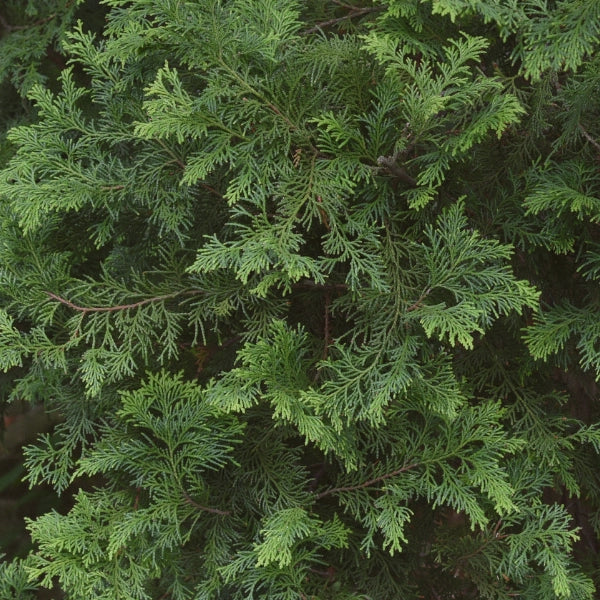 Cypress (Cupressus sempervirens) - Essential Oil