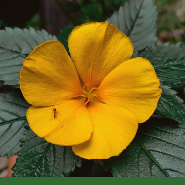 Damiana Leaf (Turnera diffusa) - Dried Herb, Organic