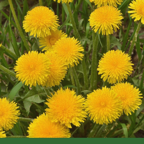 Dandelion Leaf (Taraxacum officinalis) - Dried Herb, Organic