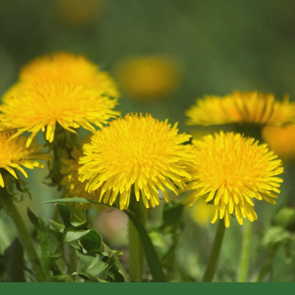 Dandelion Root Roasted (Taraxacum officinalis) - Dried Herb, Organic