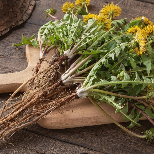 Dandelion Root Roasted (Taraxacum officinalis) - Dried Herb, Organic