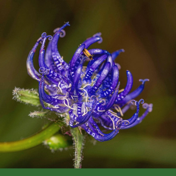 Devil's Claw Root (Harpagophytum procumbens) - Dried Herb