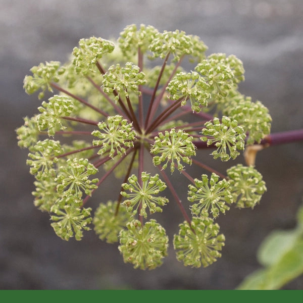 Dong Quai, Cut & Sifted (Angelica sinensis) - Dried Herb, Organic