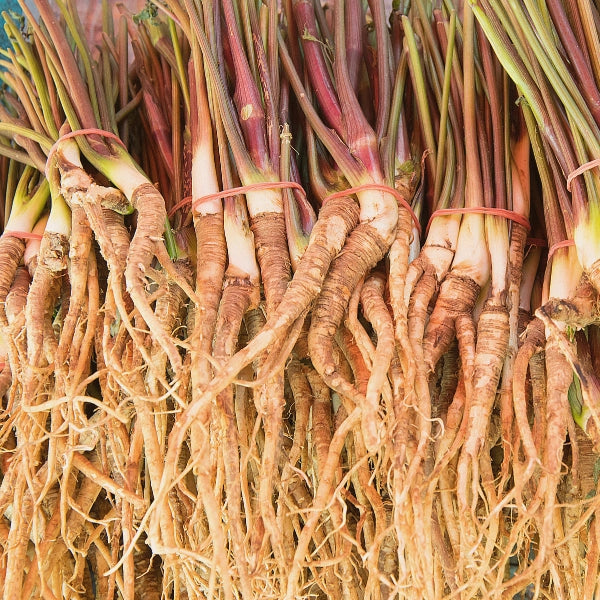 Dong Quai, Cut & Sifted (Angelica sinensis) - Dried Herb, Organic