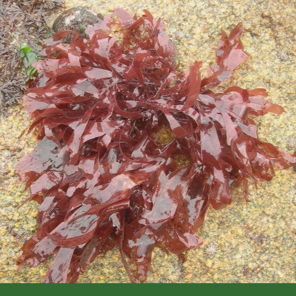 Dulse, Flakes (Palmaria palmata) - Seaweed, Organic