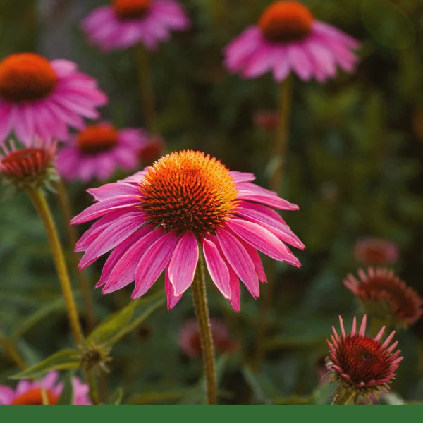 Echinacea/Coneflower Powder (Echinacea angustifolia) - Dried Herb, Organic