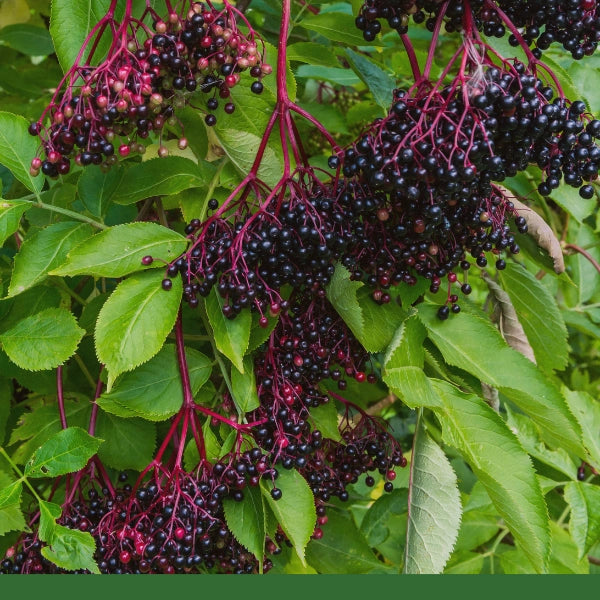 Elderberries, Whole (Sambucus nigra) - Dried Herb, Organic