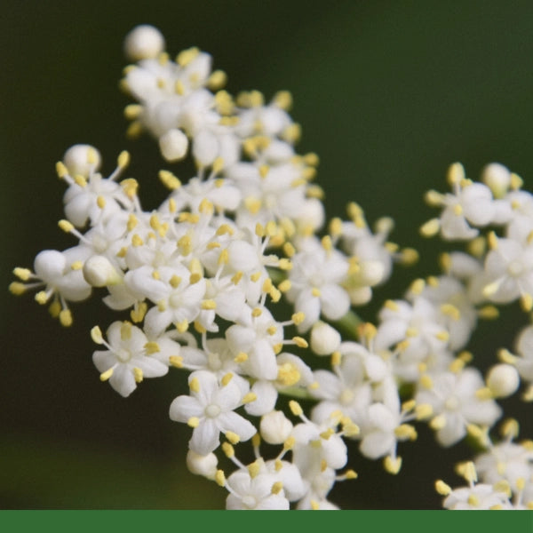 Elderflowers, Whole (Sambucus nigra) - Dried Herb, Organic