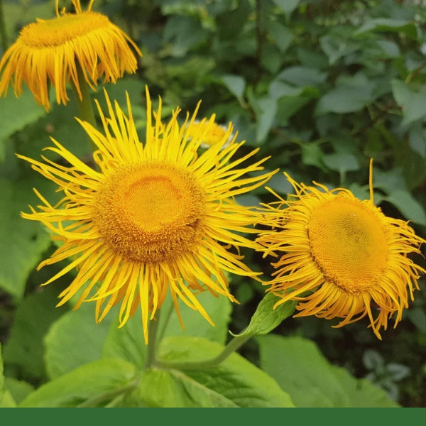 Elecampane Root (Inula helenium) - Dried Herb, Organic