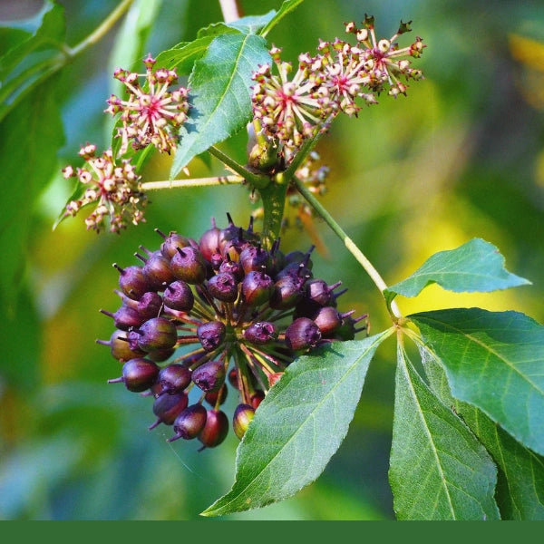 Eleuthero Root, Powder (Siberian Ginseng) (Eleutherococcus senticosus) - Dried Herb, Organic