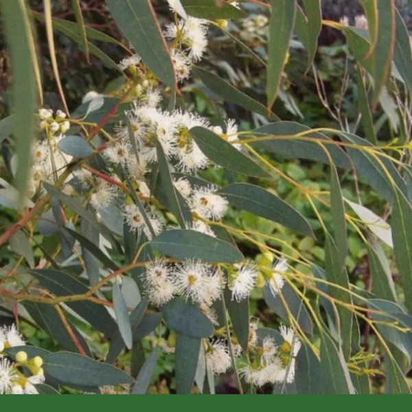 Eucalyptus Leaf, Cut & Sifted (Eucalyptus globulus) - Dried Herb, Organic