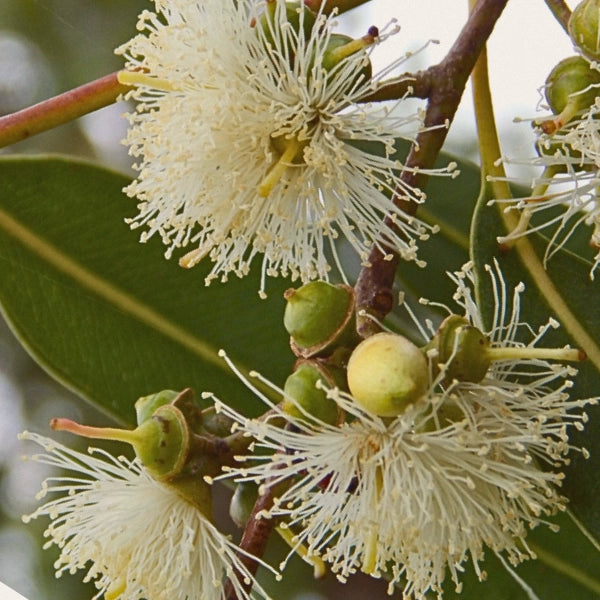 Eucalyptus Lemon (Eucalyptus citriodora) - Essential Oil