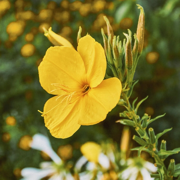 Evening Primrose (Oenothera biennis) - Carrier Oil