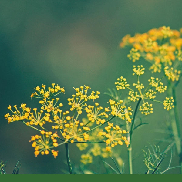 Fennel Seed, Whole (Foeniculum vulgare) - Dried Herb, Organic