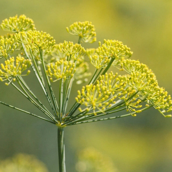 Fennel Sweet (Foeniculum vulgare) - Essential Oil