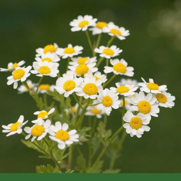 Feverfew (Tanacetum parthenium) - Dried Herb, Organic