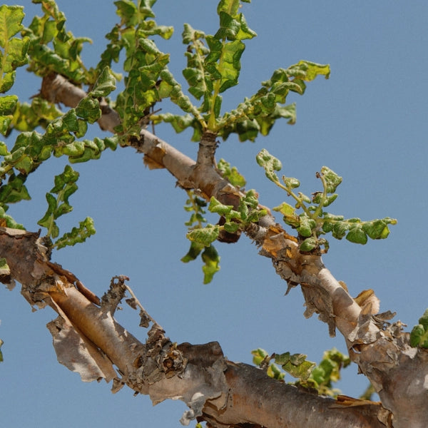 Frankincense - Essential Oil (Boswellia carterii)